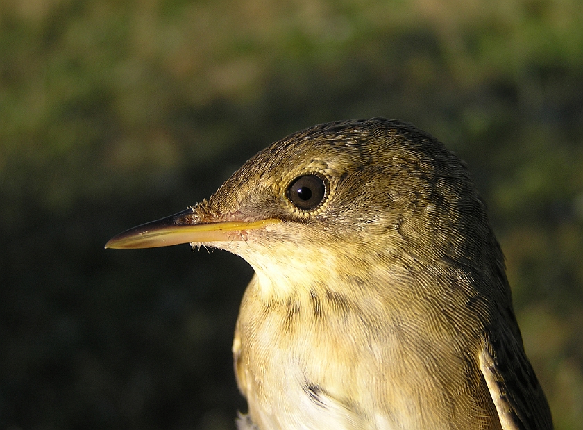 Common Grasshopper Warbler, Sundre 20080731